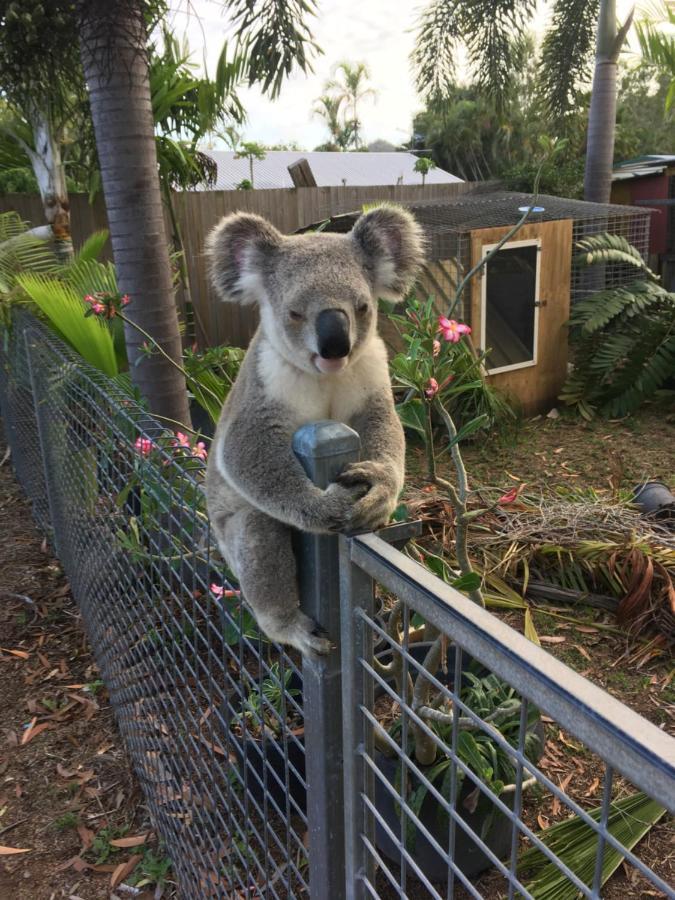 Executive Properties In North Ward And On Magnetic Island