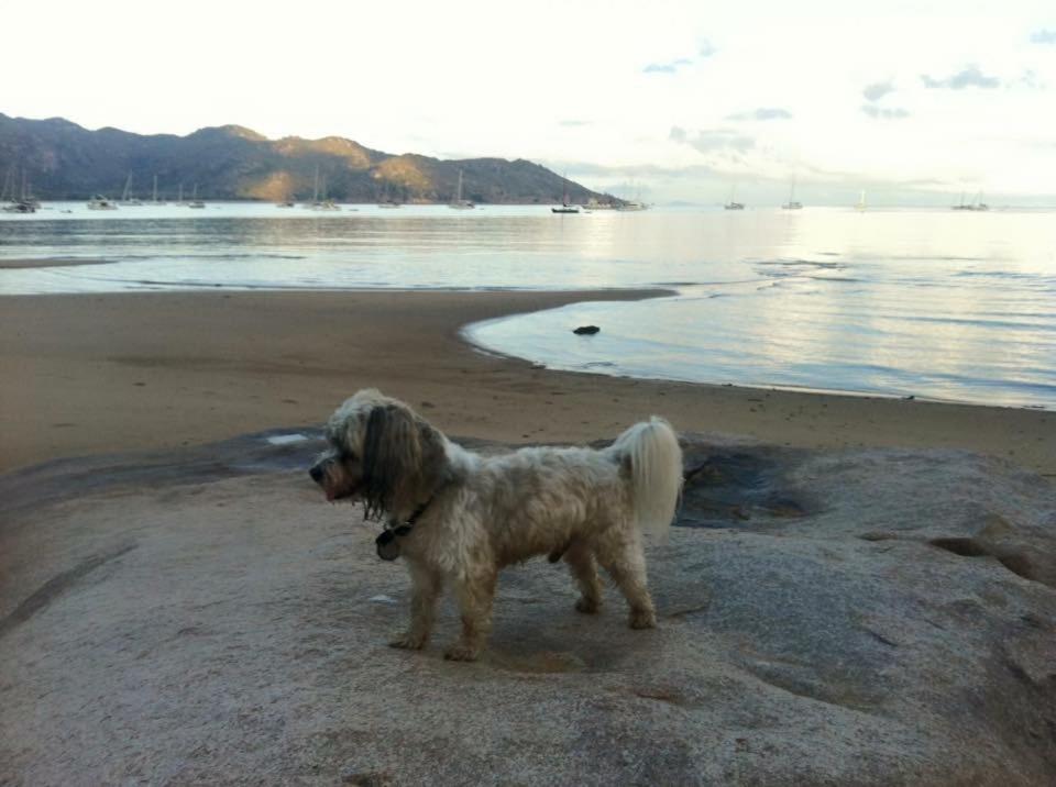 Executive Properties In North Ward And On Magnetic Island