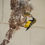 Sunbird Motel